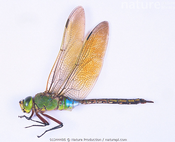 【ノブタ】dragonfly  generix Stock photo of Hairy Emperor dragonfly (Anax parthenope julius