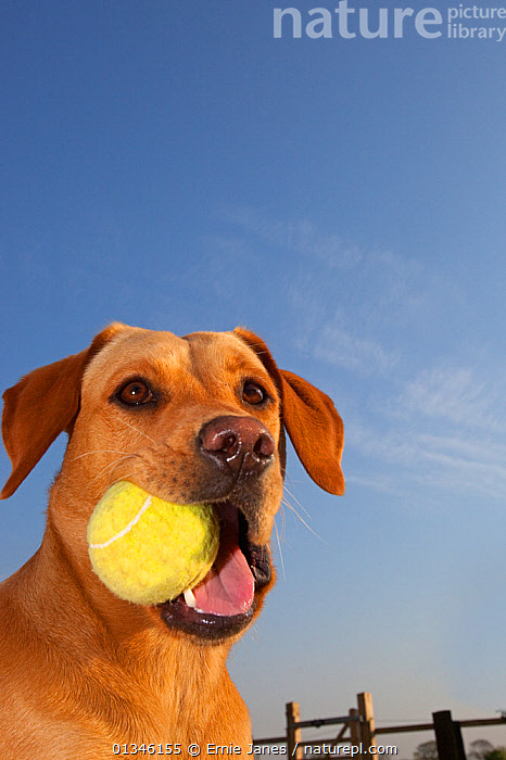 Stock photo of Yellow Labrador with a ball in its mouth against blue ...