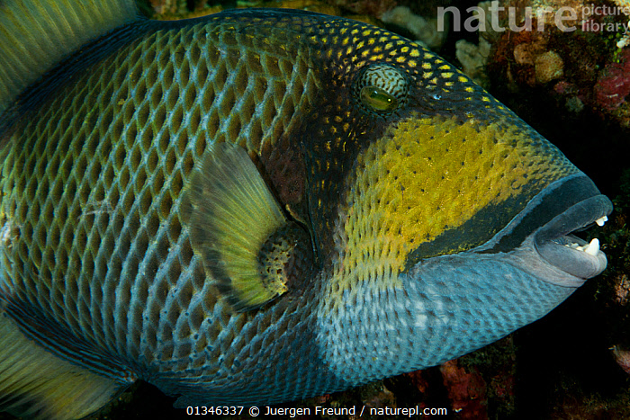Stock photo of Titan triggerfish (Balistoides viridescens) portrait ...
