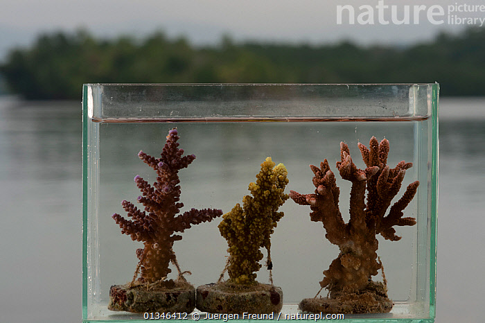 Stock photo of Cultured corals are propagated by cutting fragments of corals  from mother…. Available for sale on