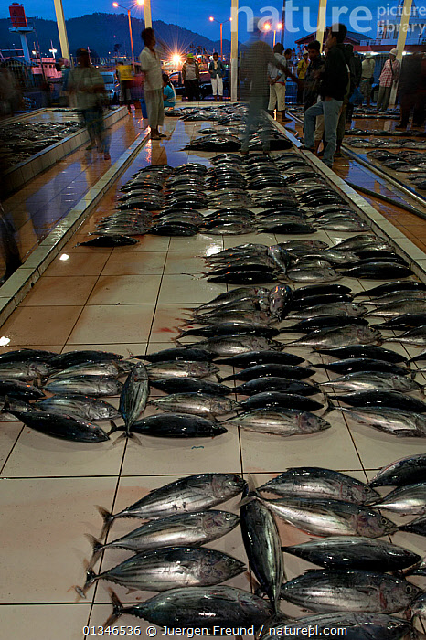 Stock photo of Skipjack tuna laid out at early morning fish