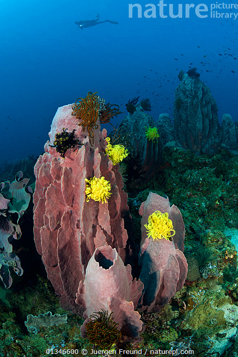 Giant Barrel Sponge - Oceana