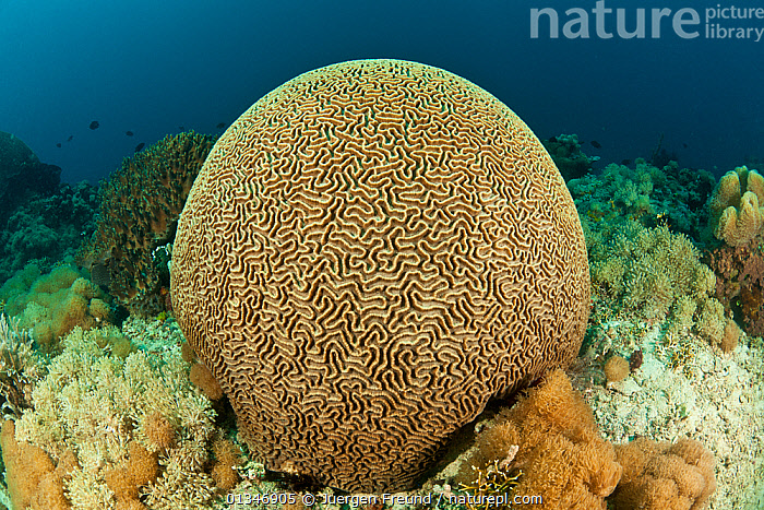 brain coral reef