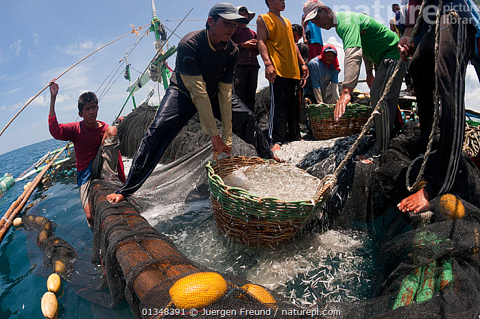 Stock photo of Baling (local purse seine fishing boat) catching ?ilis, the  Tagalog term…. Available for sale on
