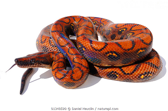 Stock photo of Rainbow boa (Epicrates cenchria cenchria) studio shot ...