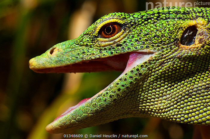 Meerald Tree Monitor Emerald Tree Monitor