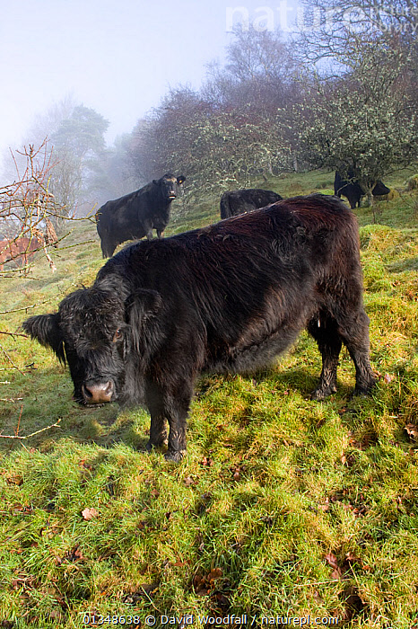 Stock photo of Welsh Black (Bos taurus), rare breed native cattle well ...