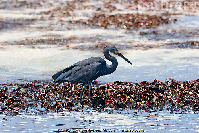 Stock photo of Grey morph Dimorphic Egret (Egretta dimorpha) a ...