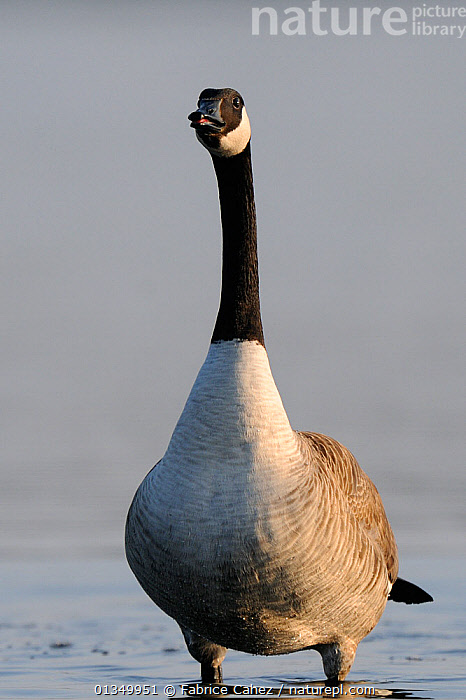 Canada 2024 goose france