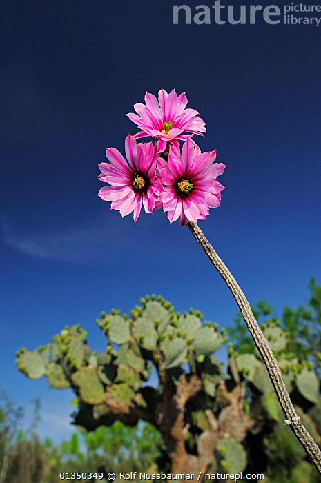 Stock photo of Dahlia hedgehog cactus (Echinocereus poselgeri) in ...