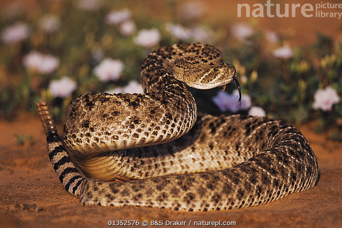 Rattlesnake Poses