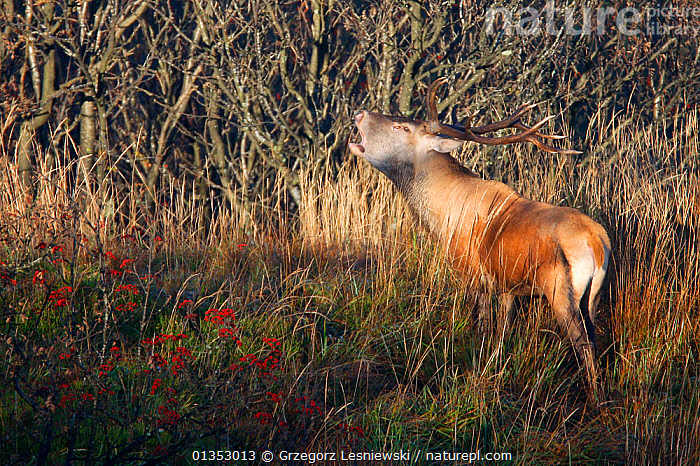 Stock photo of Red Deer (Cervus elaphus) male rutting. Bieszczady ...