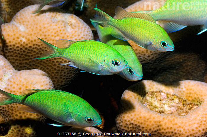 Stunning Green And Blue Chromis And Coral image