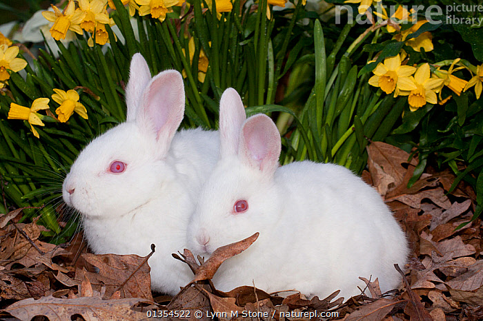 White Rabbit In