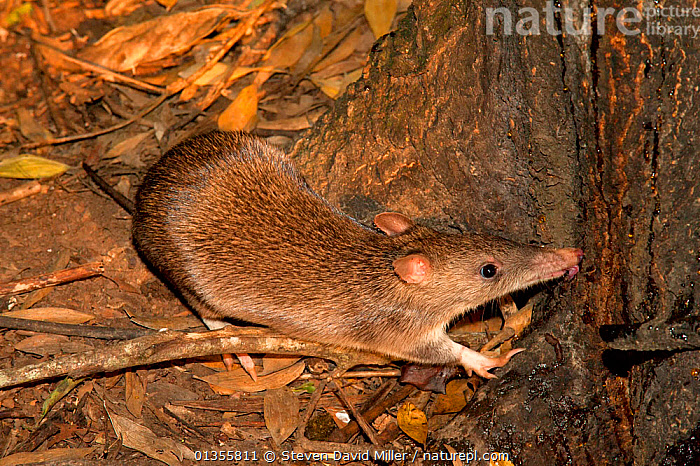 Stock photo of Long-nosed Bandicoot (Perameles nasuta) licking honey ...
