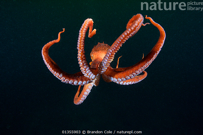 Stock Photo Of Pacific Giant Octopus (Enteroctopus Dofleini) Tentacles ...