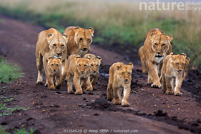 Stock photo of African Lionesses (Panthera leo) and their cubs aged 12 ...