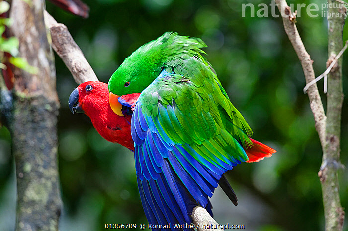 Eclectus Parrot Pair Breeding Pairs Of Eclectus