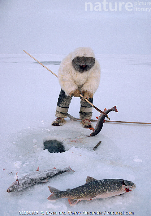 Stock photo of Inuit hunter with Kakivak (fishing spear) and caught Arctic  charr…. Available for sale on
