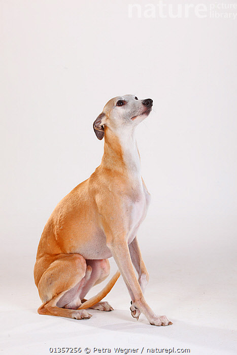 Stock photo of Male Whippet sitting with tail between legs