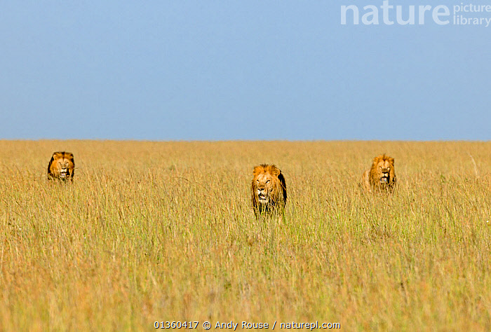 Stock photo of African Lion (Panthera leo) Notch from Disney