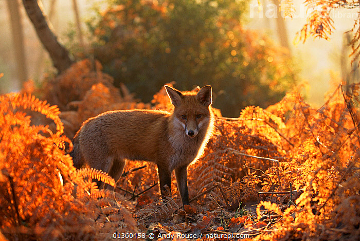 Red Fox
