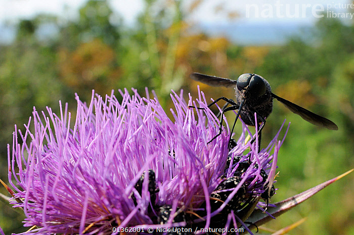 Stock photo of A nectar-feeding species of Horse fly (Pangonius ...