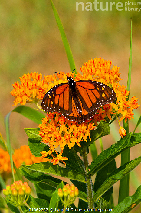 Stock photo of Monarch butterfly (Danaus plexippus) feeding on ...