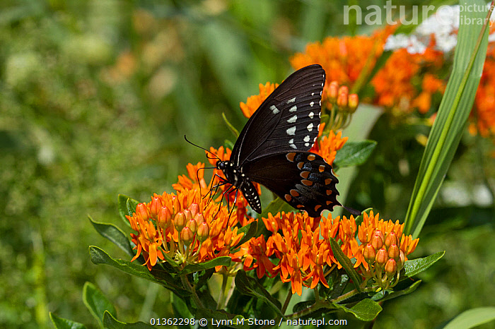 Stock photo of Spicebush swallowtail butterfly (Papilio troilus ...