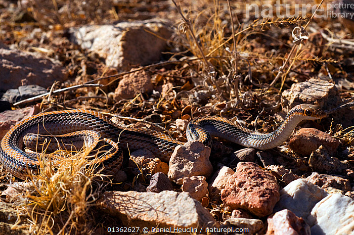 Stock Photo Of Desert Western Patch-nosed Snake (Salvadora Hexalepis ...