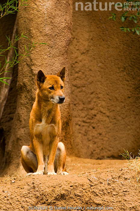 can a new guinea singing dog eat slim jim