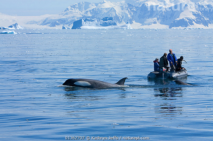 Stock Photo Of Filming Southern Type B Killer Whales (Orcinus Orca ...