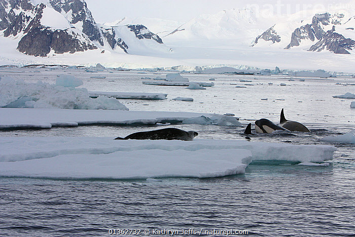 Stock Photo Of Southern Type B Killer Whales (Orcinus Orca) Hunting ...