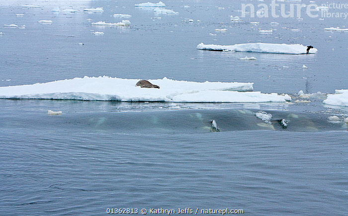 Stock Photo Of Southern Type B Killer Whales (Orcinus Orca) Hunting ...