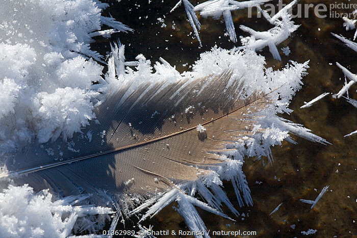 Stock photo of Frost and snow flakes on feather, Colorado, USA 