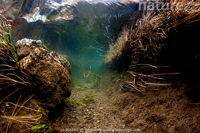 Stock photo of Underwater view of a fast flowing stream channel ...