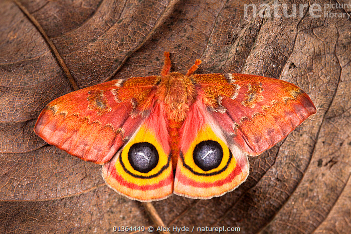 Stock photo of Bullseye / Io moth (Automeris io) showing eye spot ...