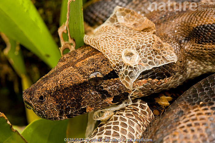 Boa Constrictor In The  Rainforest!