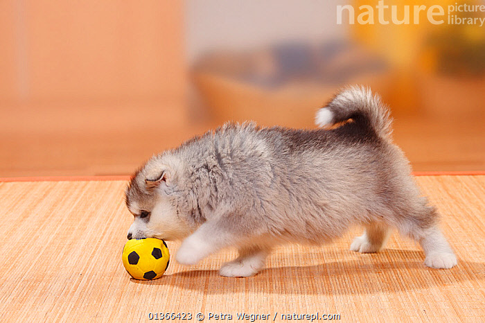 Malamute puppy balls hotsell