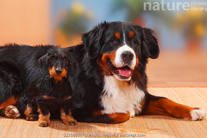 Bernese best sale cattle dog