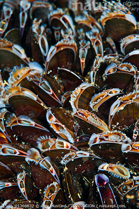 Stock photo of Bed of Common mussels (Mytilus edulis) growing on rocks ...