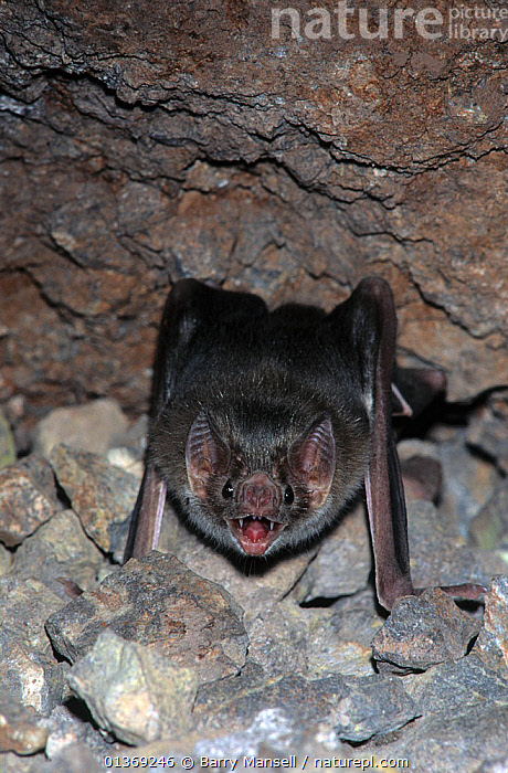 Stock photo of Common vampire bat (Desmodus rotundus) at roost, Sonora ...