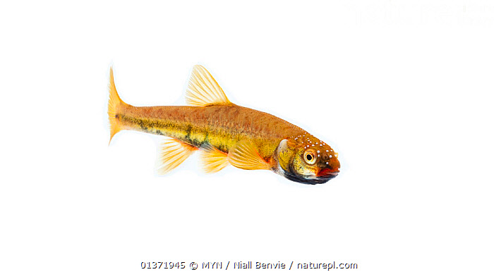 Stock photo of Male Common minnow (Phoxinus phoxinus) in breeding  condition, Scotland…. Available for sale on