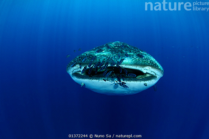 Stock photo of Whale Shark (Rhincodon typus) accompanied by Pilot Fish  (Naucrates ductor)…. Available for sale on