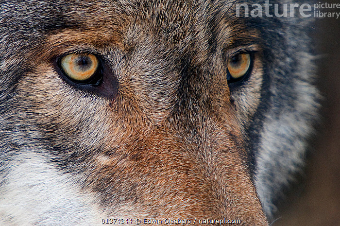 Stock photo of Grey wolf (Canis lupus) close up portrait, captive ...