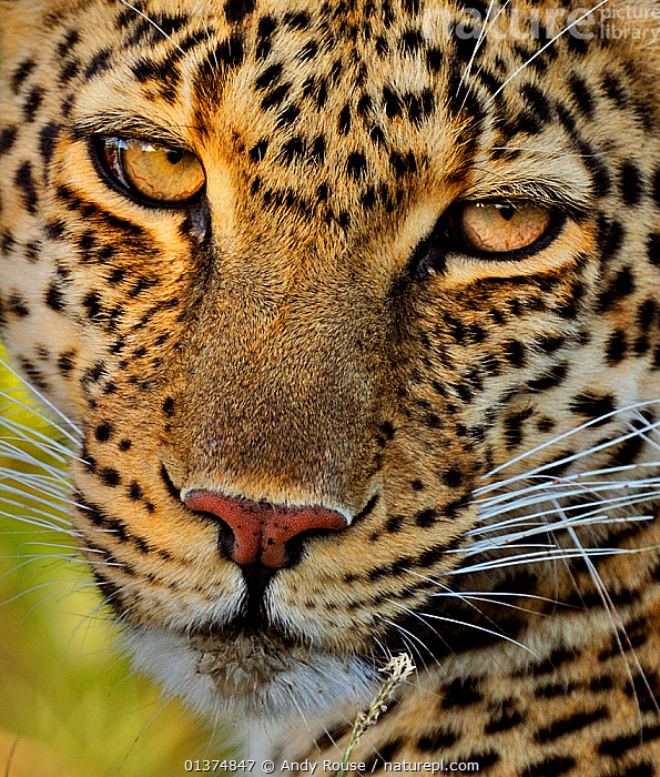 African Leopard Portrait Masai Mara Kenya