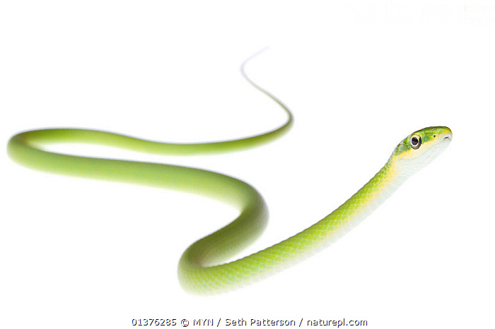 Stock photo of Rough Green Snake (Opheodrys aestivus) Sabal Palm