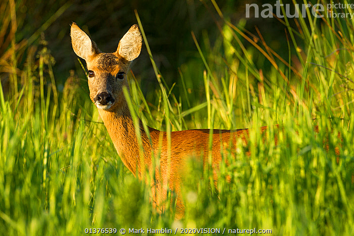 Stock photo of Portrait of a Roe deer (Capreolus capreolus) doe in ...