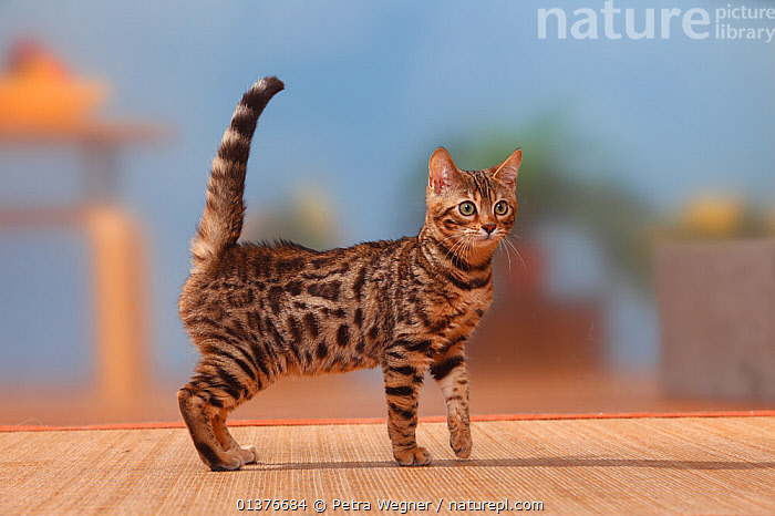 3 month hot sale old bengal kitten