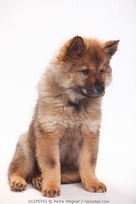 Eurasier best sale dog puppy